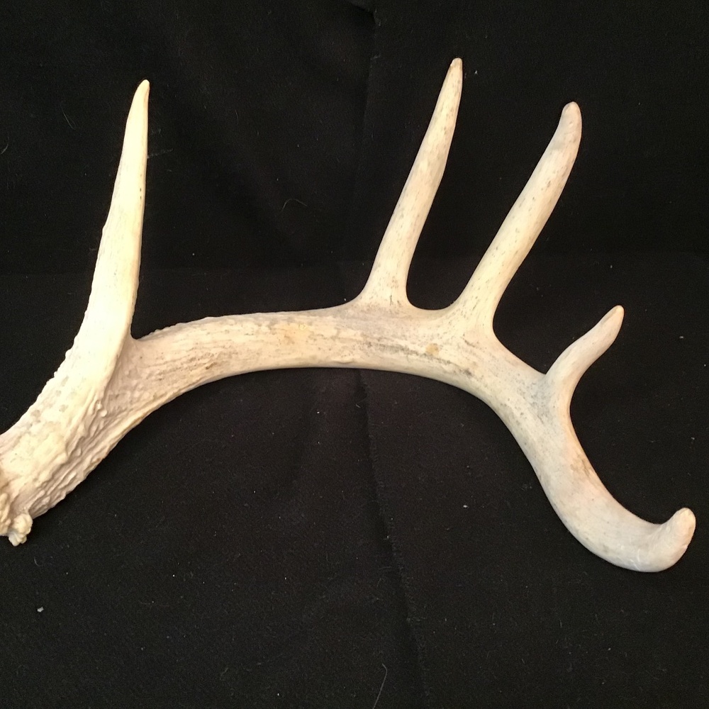 Faux Whitetail Deer Antler Light Tan, Realistic Great For Decoration or Crafting